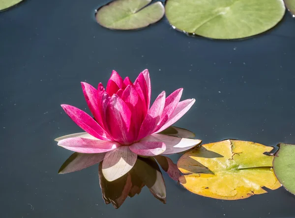 濃い水の背景にピンクの睡蓮の花 ニンファア蓮 ニンパイアSp ホルト池の中で — ストック写真