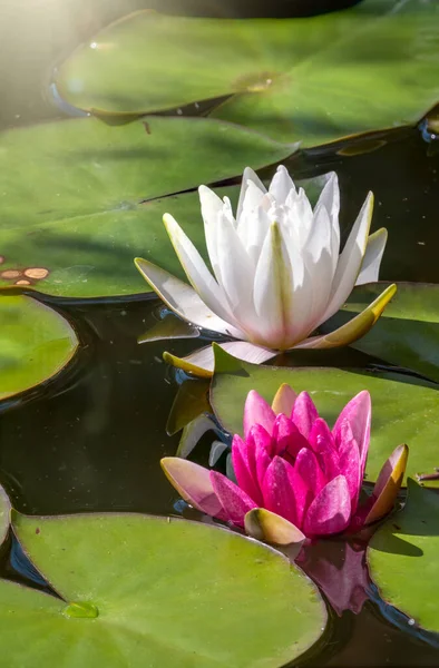 ピンク ニンファア蓮 ニンファアルバ 睡蓮の花 緑の葉と水の背景に 池の中の2つの明るい睡蓮 — ストック写真