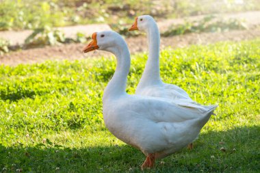 Parlak güneşli bir günde iki büyük kaz yeşil çimenlikte huzur içinde yürüyorlar. Evcil kaz, gri kaz ya da beyaz kaz, Anser cygnoides domesticus. Hayvan koruma kavramı.