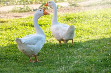 Parlak güneşli bir günde iki büyük kaz yeşil çimenlikte huzur içinde yürüyorlar. Evcil kaz, gri kaz ya da beyaz kaz, Anser cygnoides domesticus. Hayvan koruma kavramı.