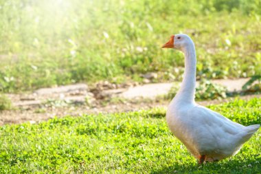 Parlak güneşli bir günde iki büyük kaz yeşil çimenlikte huzur içinde yürüyorlar. Evcil kaz, gri kaz ya da beyaz kaz, Anser cygnoides domesticus. Hayvan koruma kavramı.