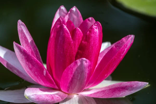 濃い水の背景にピンクの睡蓮の花 ニンファア蓮 ニンパイアSp ホルト池の中で — ストック写真