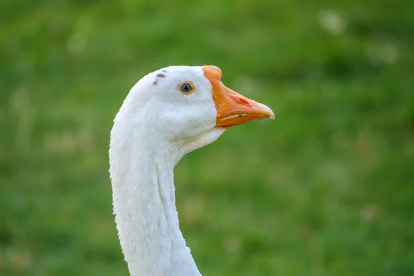 Portrét Domácí Husy Anser Cygnoides Domesticus Zeleném Modrém Pozadí Domesticated — Stock fotografie