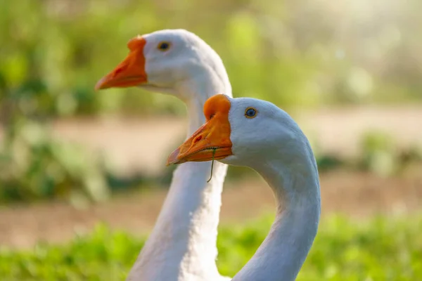 Retrato Dois Gansos Brancos Fundo Brilhante Ensolarado Ganso Doméstico Anser — Fotografia de Stock