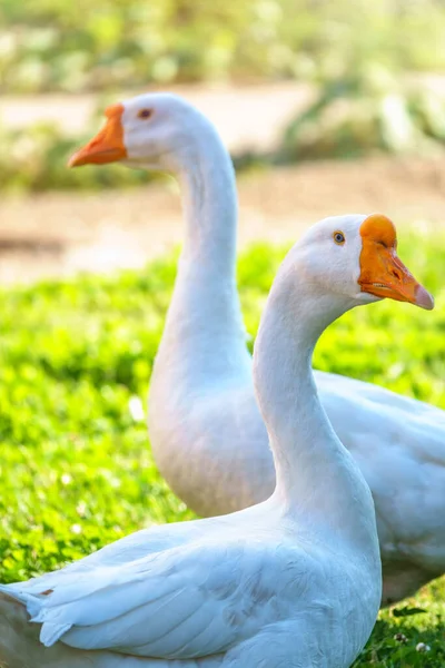 在阳光灿烂的日子里 两只白色的大雁在绿草的草地上和平地走在一起 灰鹅或白鹅 动物保护概念 — 图库照片