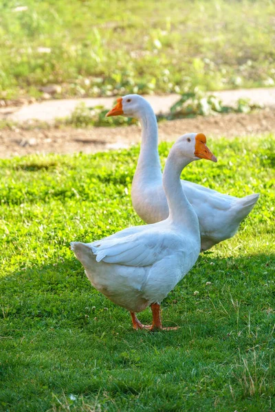 Two White Big Geese Peacefully Walking Together Green Grassy Lawn — Stock Photo, Image