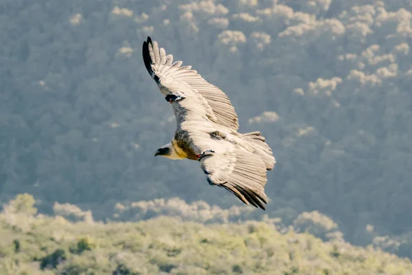 Mount Carmel Foder Med Griffins Gamar Orlov Stockbild