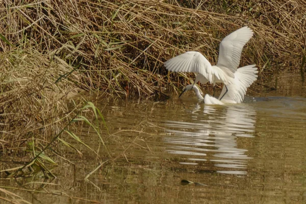 Des Étangs Poissons Bonne Mangeoire Pour Oiseaux — Photo