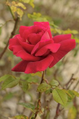 Vahşi irisler çok nadir benzersiz bitkiler vardır. Vatanlarına çevre doğusunda olduğunu.