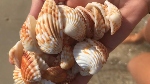 Schöne Dubai Muscheln Und Strand — Stockfoto