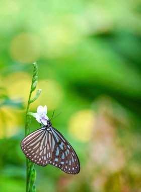 Mavi cam gibi kaplan kelebek