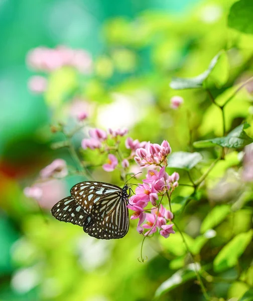青いガラス タイガー蝶 — ストック写真