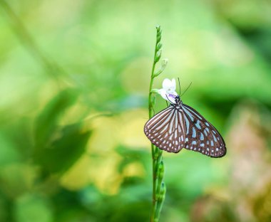 Mavi cam gibi kaplan kelebek