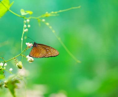 Kahverengi renk kelebek