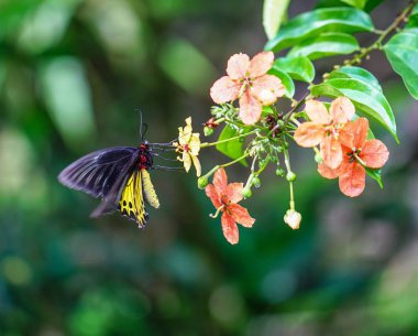 ortak birdwing kelebek
