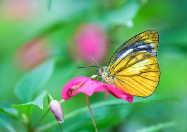 Küçük martı kelebek