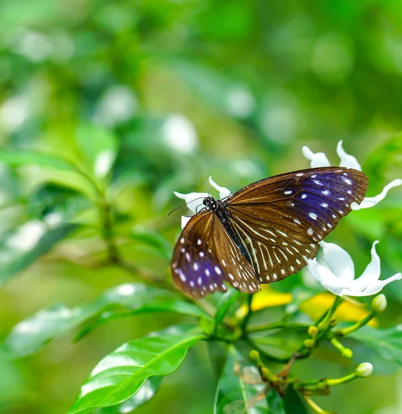 Бабочка коричневого цвета — стоковое фото