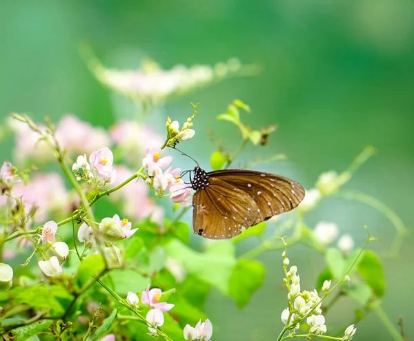 Brown color butterfly — Stock Photo, Image