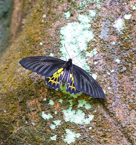 Gemeenschappelijke vogelvleugelvlinder vlinder — Stockfoto