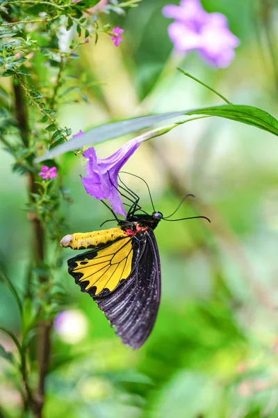 Wspólne birdwing motyl — Zdjęcie stockowe