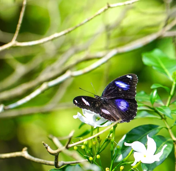 Great Egg Fly Butterfly — Stock Photo, Image