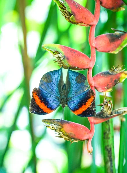 Papillon à feuilles avec ailes ouvertes — Photo