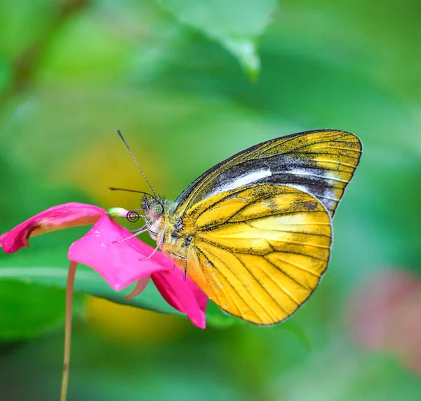 Малая чайка-бабочка — стоковое фото