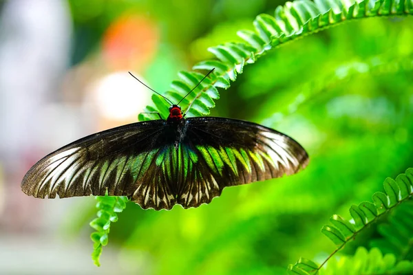 Raca Brooke Birdwing kelebek — Stok fotoğraf