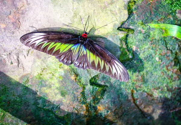 Rajah Brooke Birdwing motyl — Zdjęcie stockowe