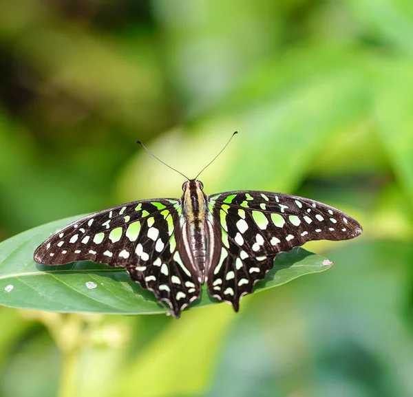 Queue Jay papillon dans un jardin — Photo