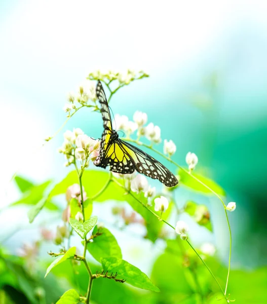 Yellow Glassy Tiger Butterfly — Stock Photo, Image