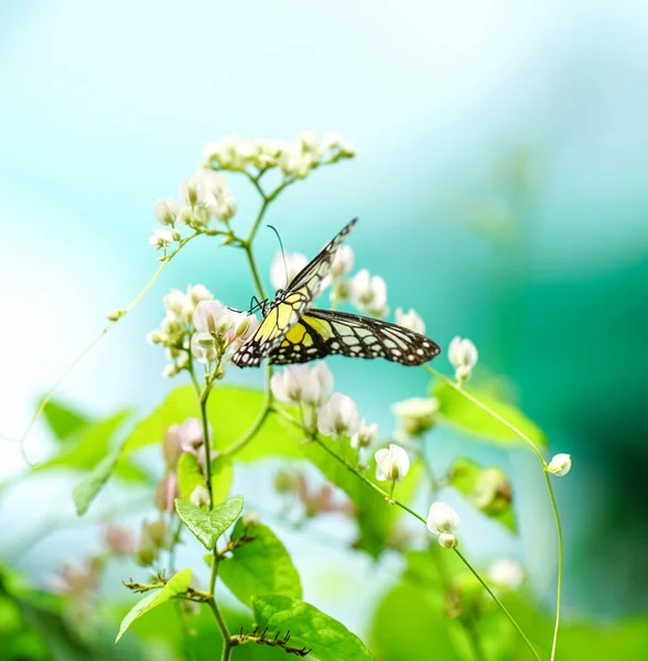Желтая стеклянная бабочка — стоковое фото