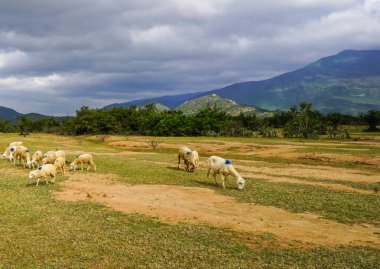 Düz bir çayır koyun