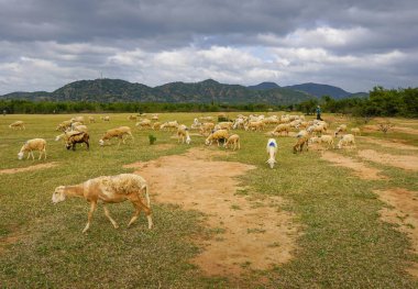 Düz bir çayır koyun