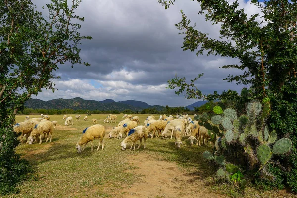 Πρόβατα σε ένα απλό Λιβάδι — Φωτογραφία Αρχείου