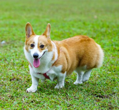 Pembroke Welsh Corgi Park