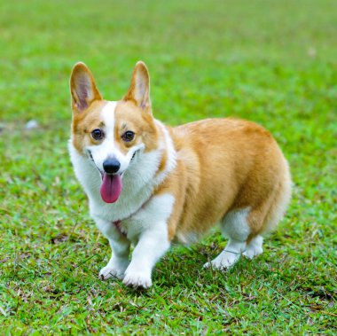 Pembroke Welsh Corgi Park