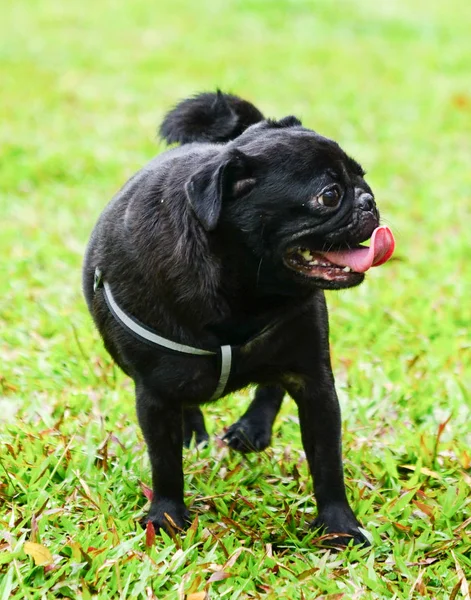 Black pug sticking his tongue out — Stock Photo, Image