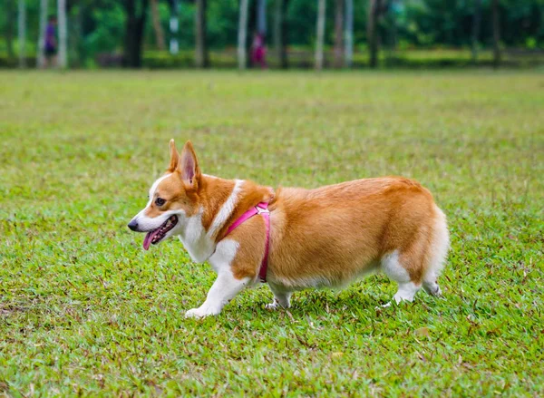 Pembroke Welsh Corgi Park — Stok fotoğraf