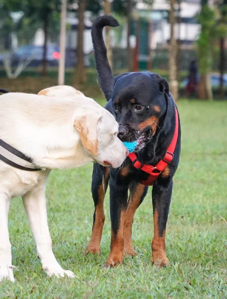 Bir köpek parkında sosyalleşme köpekler — Stok fotoğraf