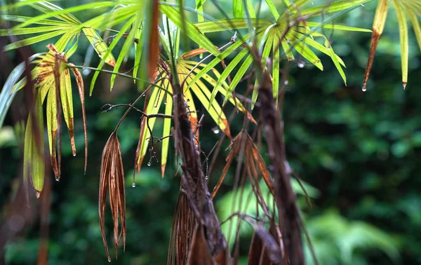 Tropik palmiye yaprakları, arka ışık. Doğa yeşili arkaplan kooperatifi — Stok fotoğraf
