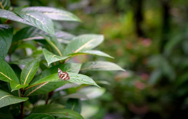 Tropický les s motýlem na zeleném listu. — Stock fotografie