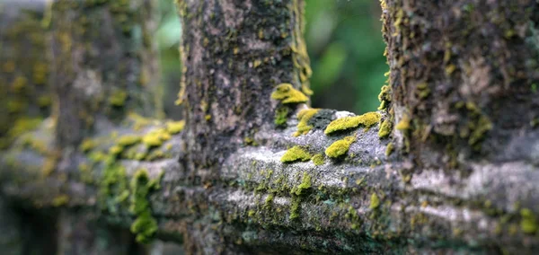 Mousse verte sur une clôture en bois — Photo