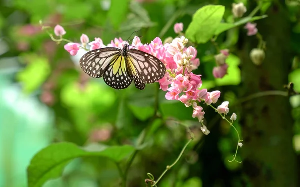 Yellow Glassy Tiger butterfly in a beautiful garden with pink fl — Stock Photo, Image