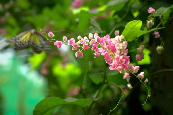 Piękny ogród z różowymi kwiatami i latający motyl w — Zdjęcie stockowe