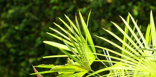 Tropiska Palmblad Natur Bakgrund Koncept Baklyset Kopiera Utrymme — Stockfoto