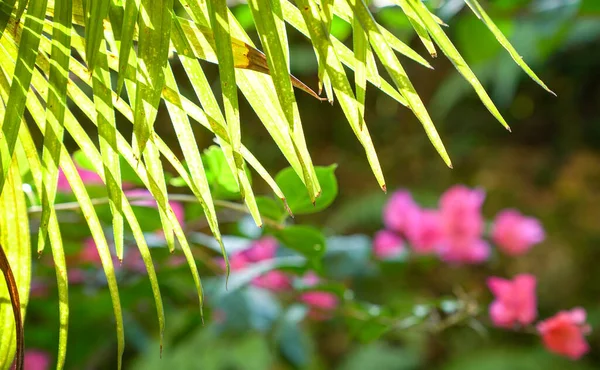 Folhas Palmeira Tropicais Conceito Fundo Natureza Luz Traseira Espaço Cópia — Fotografia de Stock