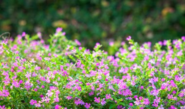Çiçek açan pembe çiçekler. Doğa arkaplanı