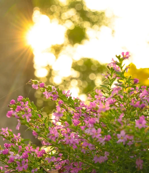 Bellissimi Fiori Rosa Con Raggi Del Sole Mattutini Retroilluminazione Copia — Foto Stock