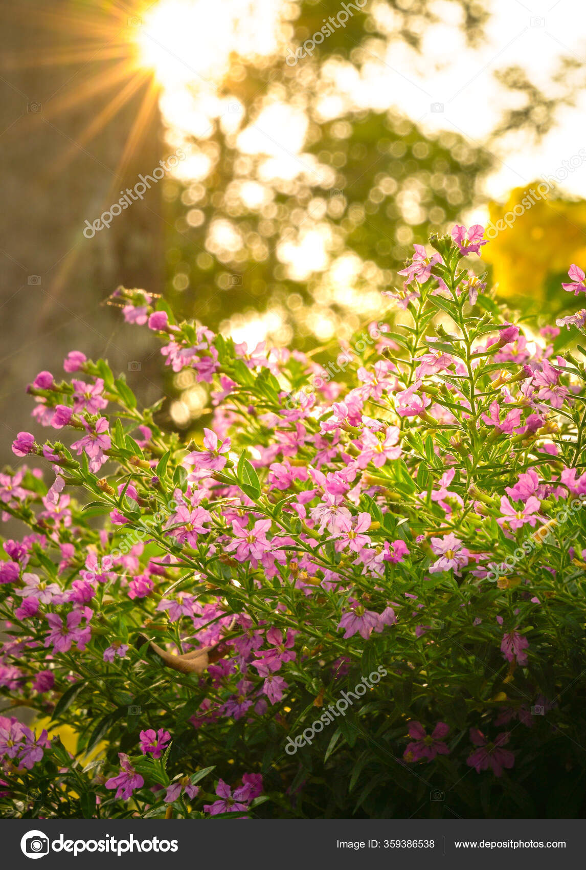 美丽的粉色和黄色花朵背景为太阳光 图库照片 C Sinseeho 美丽的粉色和黄色花朵背景为太阳光 图库照片 C Sinseeho
